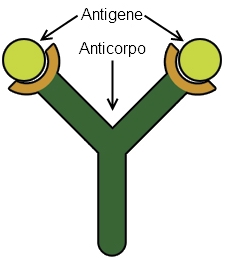 Antigene-anticorpo1